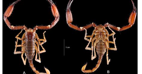 brown scorpion philippines|A new cave.